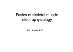 Basics of skeletal muscle electrophysiology electrophysiolo