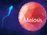 Meiosis