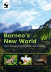 Borneo`s New World
