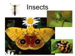 Insects Are