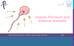 Female Perineum