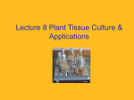 Tissue Culture - SRM University