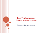 Lab 7 :Circulatory system