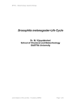 Drosophila melanogaster-Life Cycle