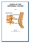 Dr.Kaan Yücel http://yeditepeanatomy1.org Joints of the vertebral