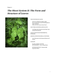 Chapter 6: The Shoot System II: the Form and Structure of Leaves