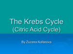 The Krebs Cycle (Citric Acid Cycle)