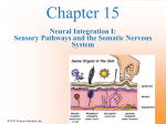 Neural Integration I: Sensory Pathways and the