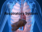 Respiratory System - Fall River Public Schools