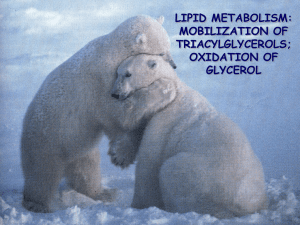 26_Catabolism of tryacylglycerols oxidation of fatty acids a