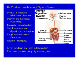 The Vertebrate (mostly human) Digestive System Mouth