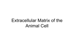 Extracellular Matrix of the Animal Cell