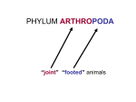 PHYLUM ARTHROPODA