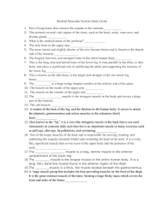 Skeletal/Muscular System Study Guide Pair of long bones that