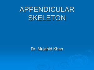 Appendicular Skeleton2009-06-04 08:555.0 MB