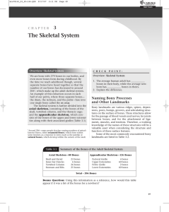 3 The Skeletal System