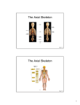 The Axial Skeleton The Axial Skeleton
