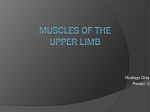 Muscles of the Upper Limb - Mater Academy Charter Middle/ High