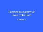 Functional Anatomy of Prokaryotic Cells