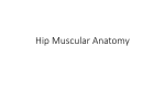 Muscular-Anatomy-Handout-5