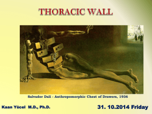 6. Muscles of the Thoracic Wall - Yeditepe University Pharma Anatomy
