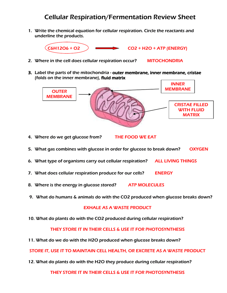 Cellular Respiration/Fermentation Review Sheet With Regard To Cellular Respiration Worksheet Answer Key