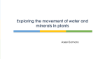 Exploring the movement of water and minerals in plants