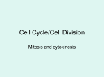 Cell Cycle/Cell Division