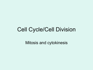 Cell Cycle/Cell Division