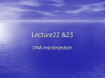 dna microinjection
