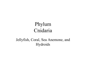 Phylum Cnidaria - Bowie Aquatic Science