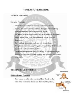 THORACIC VERTEBRAE