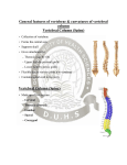THORACIC VERTEBRAE