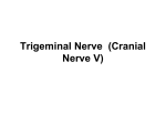 Trigeminal Nerve (Cranial Nerve V)