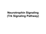 Neurotrophin Signaling