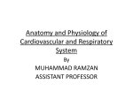 Anatomy and Physiology of Cardiovascular and