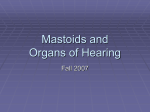 Mastoids and Organs of Hearing