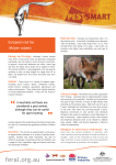 Pestsmart - European red fox