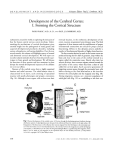 Development of the Cerebral Cortex