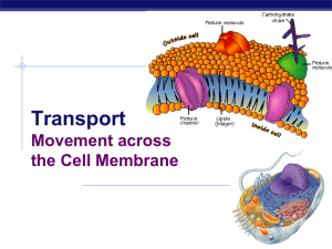 Cell Membrane - Red Hook Central Schools