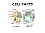 CELL PARTS