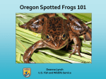 Oregon Spotted Frogs 101