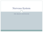 Nervous System Part Five