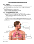 Anatomy Review: Respiratory Structures