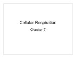 Cellular Respiration