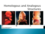 Homologous and Analogous Structures