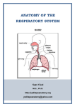 Respiratory System - Yeditepe University Pharma Anatomy