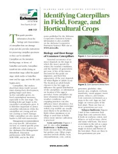 Identifying Caterpillars in Field, Forage, and Horticultural Crops