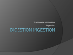 Digestion Ingestion