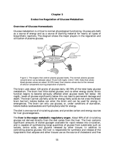 Chapter 5 Endocrine Regulation of Glucose - Rose